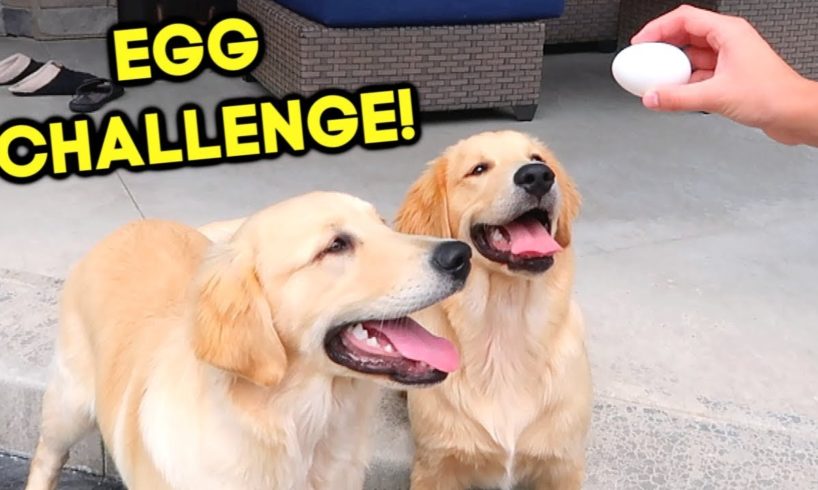 GOLDEN RETRIEVER PUPPIES TRY THE EGG CHALLENGE!