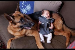 German Shepherd Dogs Playing And Protecting Babies Compilation