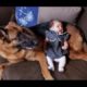 German Shepherd Dogs Playing And Protecting Babies Compilation