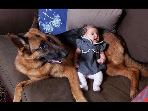 German Shepherd Dogs Playing And Protecting Babies Compilation