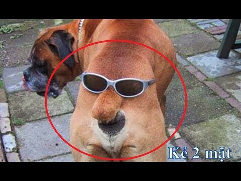 Get ready for LAUGHING SUPER HARD 2019 | cutest puppies | The Cutest Puppies Ever | Try Not To Laugh