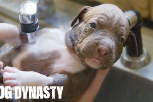 Giant Pitbull Hulk’s $15,000 Puppies | DOG DYNASTY