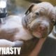 Giant Pitbull Hulk’s $15,000 Puppies | DOG DYNASTY