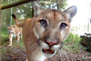 GoPro: Feeding Cougars