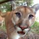 GoPro: Feeding Cougars