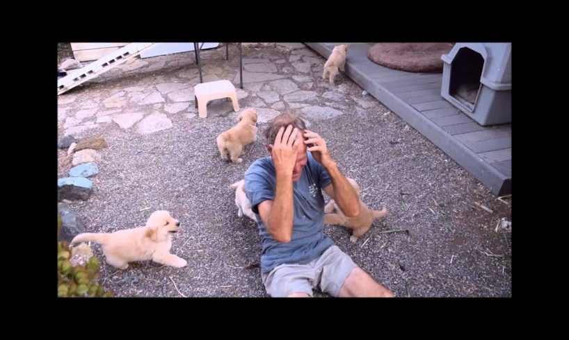 Golden Retriever Puppy Attack