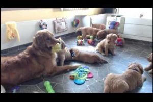 Golden Retriever Puppy Cam Live Stream