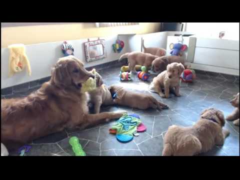 Golden Retriever Puppy Cam Live Stream