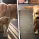 Golden Retriever and Stuffed Animal Bestie Are the Cutest