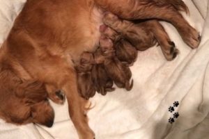 Golden Retriever giving birth to cute puppies