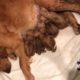Golden Retriever giving birth to cute puppies