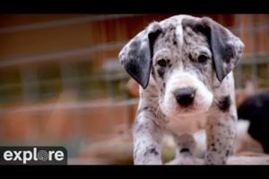 Great Danes - Service Dog Project powered by EXPLORE.org