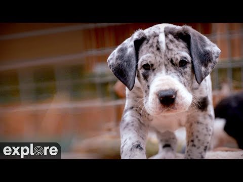Great Danes - Service Dog Project powered by EXPLORE.org
