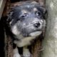 Greatest Dog Rescue Stories Abandoned Puppy Rescue Old House Destroyed Ruins
