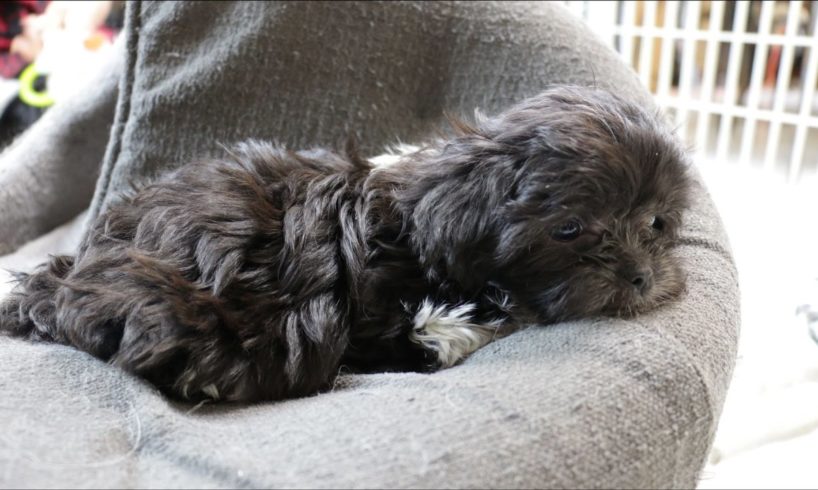 Growing up Mi-Ki Pt. 5: Following the Life of Cute Puppies & Dogs