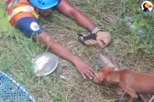 Guy Rappels Into Well To Rescue Stray Dog | The Dodo