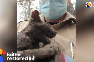 Guy Rescues Kitten From Wildfire  | The Dodo Faith = Restored