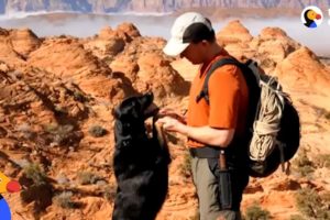 Guy Rescues Puppy Abandoned In Canyon UPDATE | The Dodo