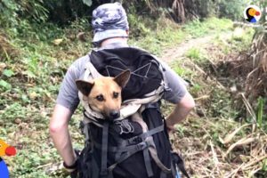 Guys Hike For Hours To Save Dog When Everyone Said It Couldn't Be Done | The Dodo