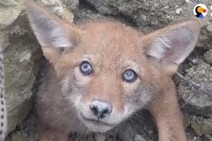 Guys Rush To Free Baby Coyote From Collapsed Den UPDATE | The Dodo