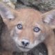 Guys Rush To Free Baby Coyote From Collapsed Den UPDATE | The Dodo