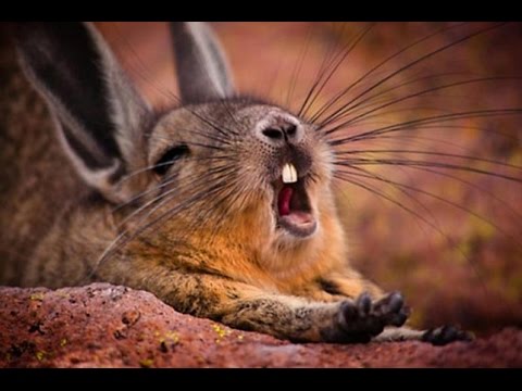 HILARIOUS Animals Making WEIRD NOISES ! Funny Videos Vines Compilation 2017