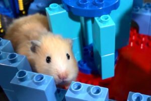 Hamster Lego Obstacle Course – Escape from the Castle!