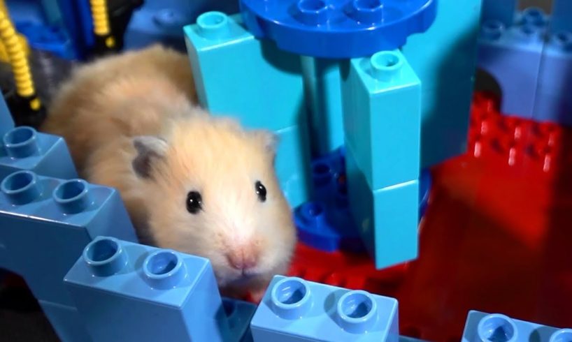 Hamster Lego Obstacle Course – Escape from the Castle!