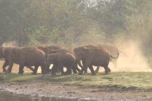 Happy and Cute Elephant Herd Videos Compilation