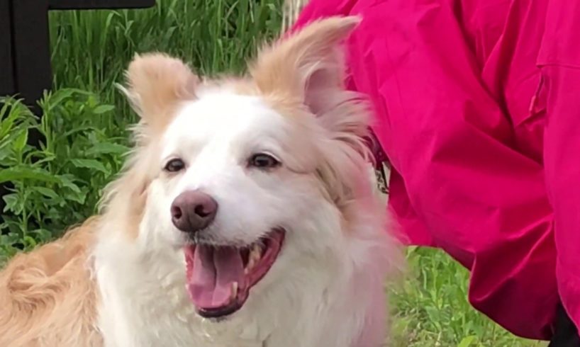 Happy dog fights the water