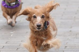 Hawaii Animal Rescue Effort Looks Like Noah's Ark