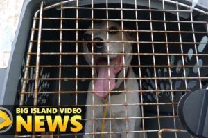 Hawaii Island Humane Society Animal Rescue Mission (Jun. 14, 2018)
