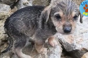 Heartbreaking Video, Rescue Abandoned Homeless Puppies