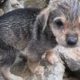 Heartbreaking Video, Rescue Abandoned Homeless Puppies