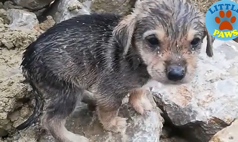 Heartbreaking Video, Rescue Abandoned Homeless Puppies
