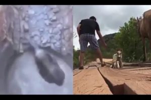 Heartwarming Animal Rescue Compilation - This Will Make You Teary Eyed!!