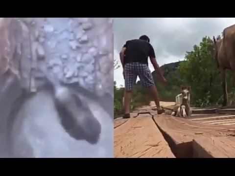 Heartwarming Animal Rescue Compilation - This Will Make You Teary Eyed!!