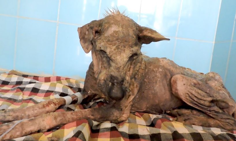 Her spirit was broken; incredible transformation of dying dog