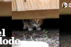 Hombre rescata gatita abandonada en un parque | El Dodo