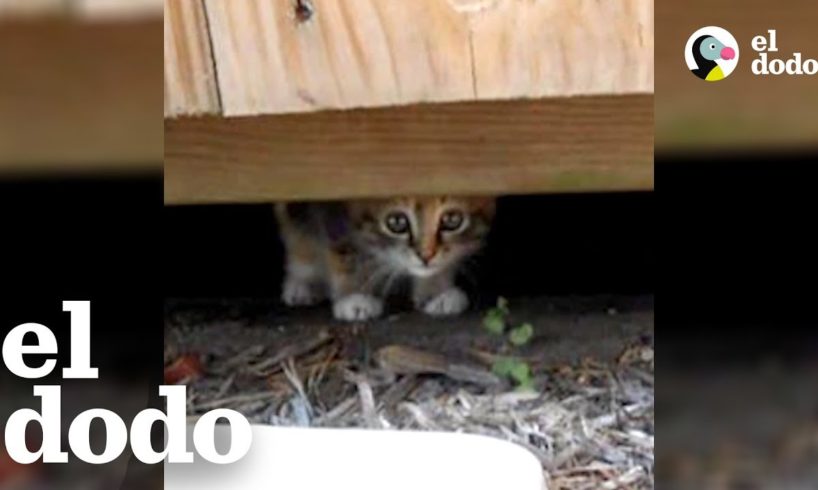 Hombre rescata gatita abandonada en un parque | El Dodo