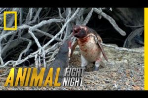 Homewrecking Penguin | Animal Fight Night (Original)