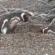 Homewrecking Penguin Full Original Footage - Nat Geo Animal Fight Night