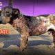 Hope Rescues Dog Turning to Stone Too Hurt To Move - The Dog Saviors
