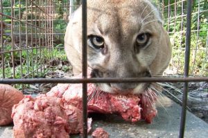 How to Feed 100 BIG CATS!