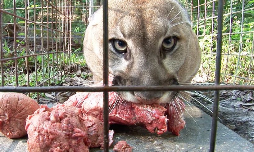 How to Feed 100 BIG CATS!