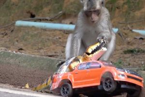 How to have fun with animals - Amazing Monkey playing RC truck with crocodile