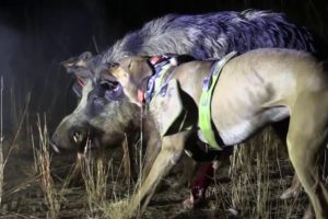 Hunting Wild trophy boars Australia Pig Dogs fight tusks tonner