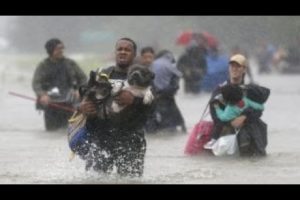 Hurricane Harvey: Animal rescues nationwide rally to help