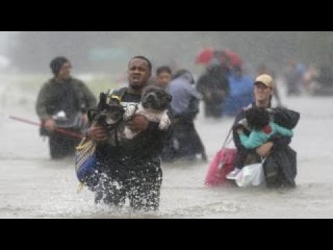 Hurricane Harvey: Animal rescues nationwide rally to help