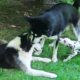 Husky Playing with Dalmatian Puppy